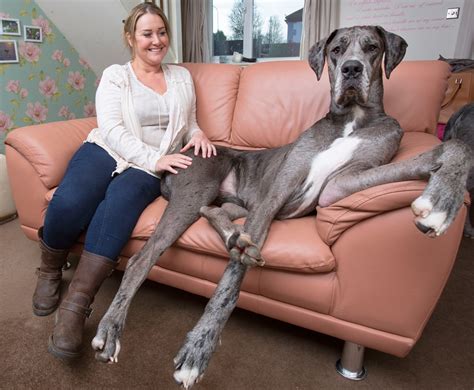 Meet Freddy The Great Dane The Tallest Dog In Britain E Online