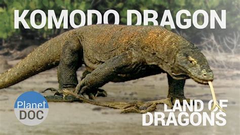 Y3 Indonesia Komodo Dragon Funny Animal Pictures Komodo Dragon