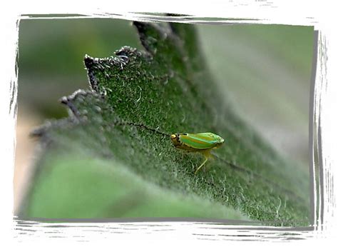 Common tree bugs in dc, northern va, and maryland. Little Green Bug 2 | Flickr - Photo Sharing!