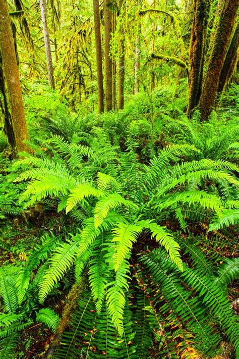 890 Pacific Northwest Forest Ferns Stock Photos Free And Royalty Free