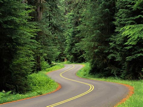 Nature Landscape Trees Forest Grass Road Twist Wallpapers Hd