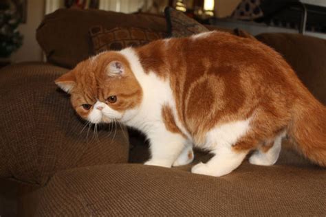 Exotic Shorthair Cats Wiki Fandom