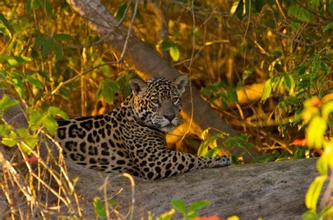 Jetzt jaguar ganz einfach bei douglas bestellen und 2 gratisproben sichern! Jaguar Facts For Kids | Jaguar Diet, Behavior, & Habitat