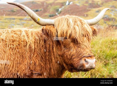 Red Wet And Shaggy Haired Highland Cow On The Isle Of Mull Scotland