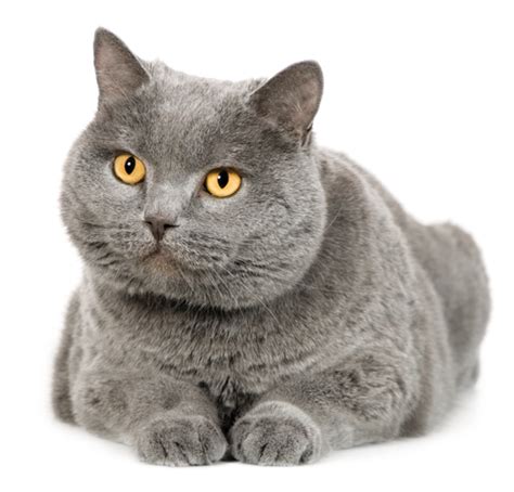 Meet The Chartreux The French Cat Whos Always Smiling Modern Cat