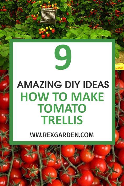 9 Amazing Diy Ideas How To Make Tomato Trellis Tomato Trellis