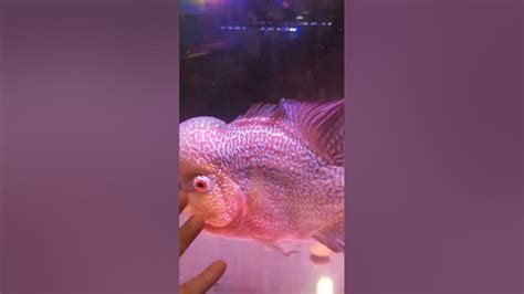 Ikan Lohan Body Bongsor Jenis Cencu Youtube
