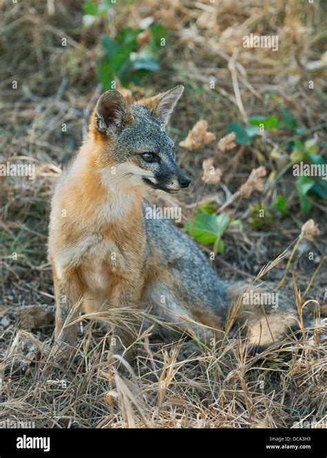 Santa Cruz Island Fox Urocyon Littoralis Wild Endemic To California