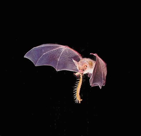 Roberto Bruce Latest Bat Flying Animal Wallpapers