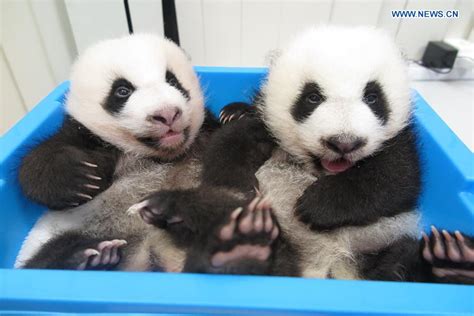 Macaos Twin Panda Cubs Named Jianjian Kangkang Cctv News Cctv