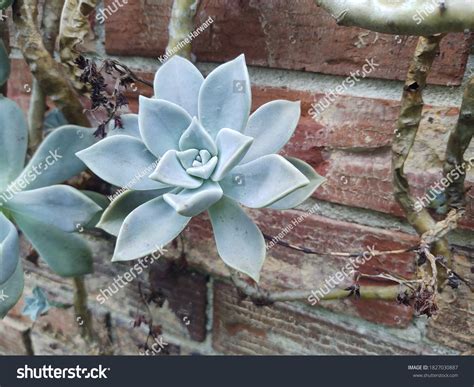 Graptopetalum Paraguayense Ghostplant Succulent Bloom Stock Photo Shutterstock