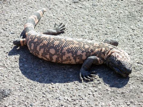Gila Monster Animals Interesting Facts And New Pictures All Wildlife