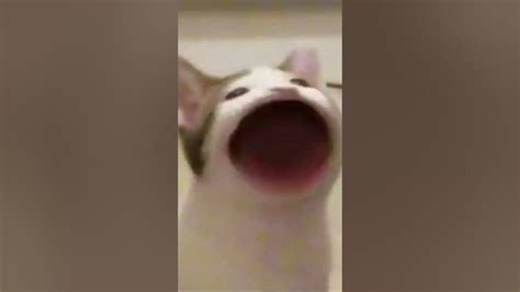 Pog Cat Meme Youtube