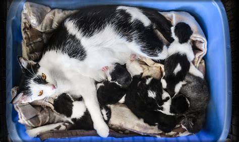 Mother Cats Need Your Help Humane Society Of Ventura County