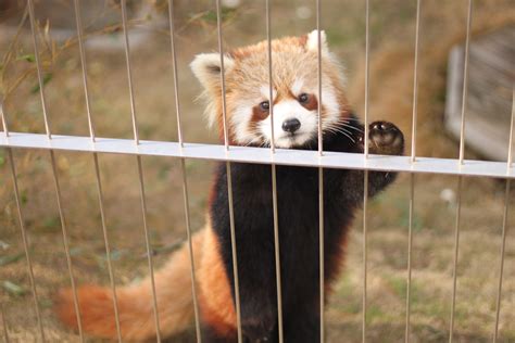 Bakgrundsbilder Zoo Fauna Röd Panda Polisonger Ryggradsdjur Söta