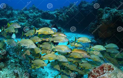 Scuba Diver And School Of Fish Cozumel Mexico Stock Photo Image Of