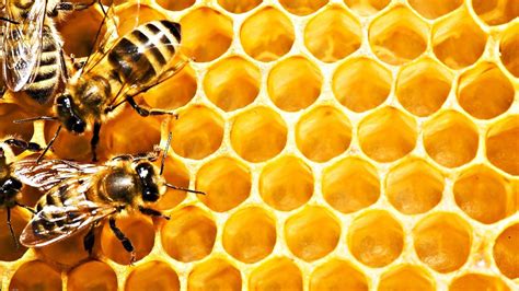 Honey Bee Wallpapers Top Nh Ng H Nh Nh P