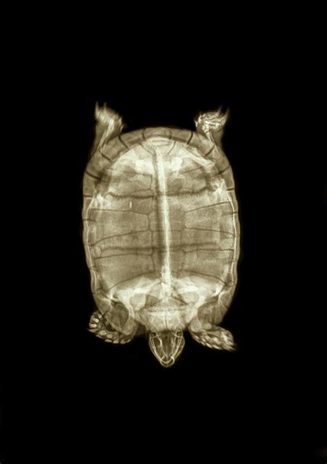 Tortoise Under X Ray Photograph By Photostock Israel