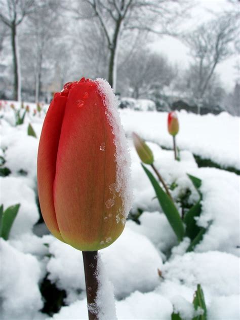 Free Tulip In Snow Stock Photo