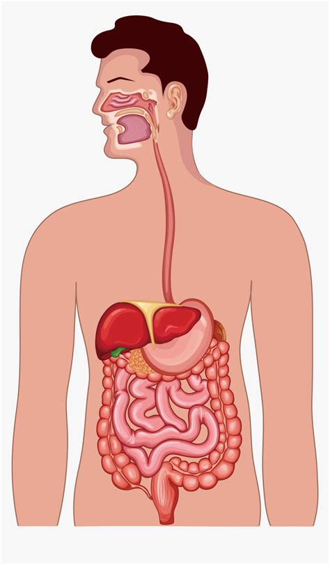 Stomach Clipart Human Intestine Digestive System Vector Png Sexiz Pix