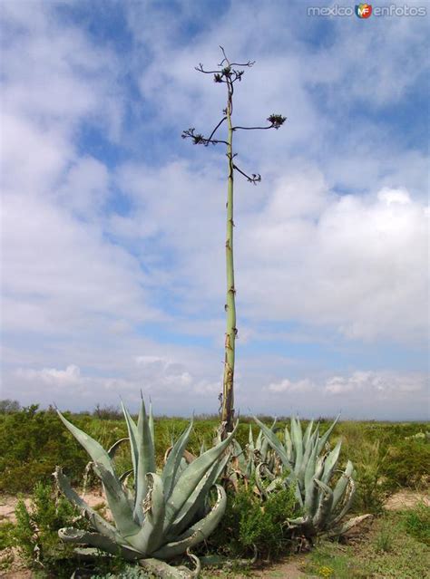 Flora Desértica Castaños Coahuila Mx12182459264603