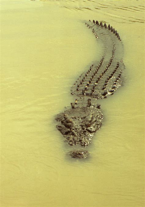 Saltwater Crocodile A Saltwater Crocodile Crocodylus Poros Flickr