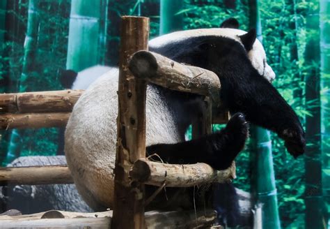 Real Photos Of Giant Pandas Still Awake Background Cute Ok Panda