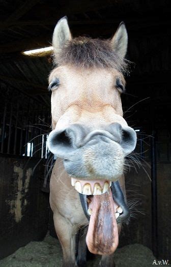 Funny Horse Faces Images Beautiful Pics Of Barns And Horses