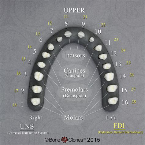 Set Of 32 Human Adult Male Teeth On Base Bone Clones Inc