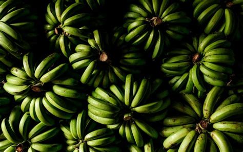 Alarm As Devastating Banana Fungus Reaches The Americas Scientific American