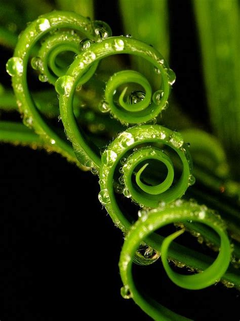 10 Beautiful Macro Photos—plus Tips Corel Discovery Center All