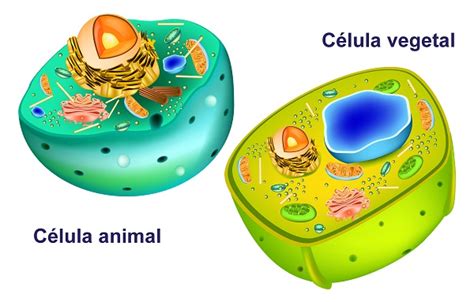 Célula Animal Organelas Características Funções