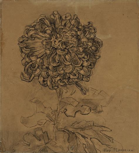 Study Of Flower Chrysanthemum National Gallery