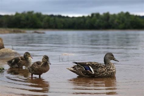 Mallard Ducks On Stillwater Reservoir Wildernesscapes Photography Llc