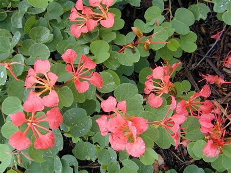The heavy too are shiny. Bauhinia galpinii - African Orchid tree - Yucca Do Nursery ...