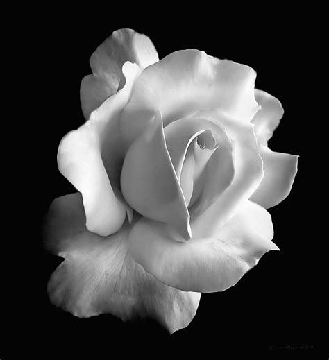 Porcelain Rose Flower Black And White Greeting Card For Sale By Jennie