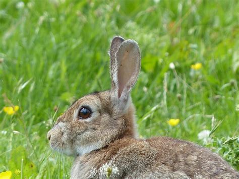 Bunny Rabbit Hazelina Blipfoto