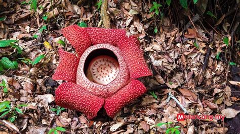 Pakej pelancongan negeri sabah yang termurah di kk yg kami tawarkann. Pakej Kota Kinabalu Kundasang Sabah 4 Hari ONLY RM999