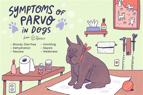 Dogs who have survived parvo can get it again. How to Treat Parvo in Dogs