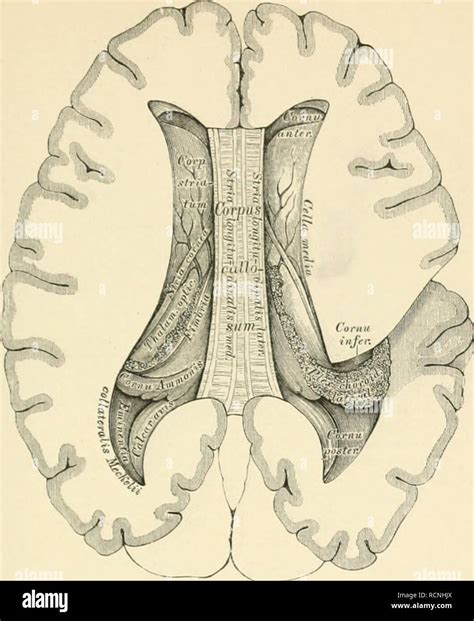 Die Descriptive Und Topographische Anatomie Des Menschen Anatomy