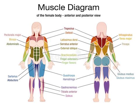 Us 15 2 anatomy of the human body muscle and nerve charts 3pcs front side back english and chinese female male bilingual posters in flip chart. Muscle Diagram German Text Male Body Stock Vector ...