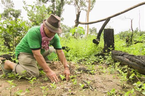 Plant Trees To Restore Cambodian Forests Globalgiving