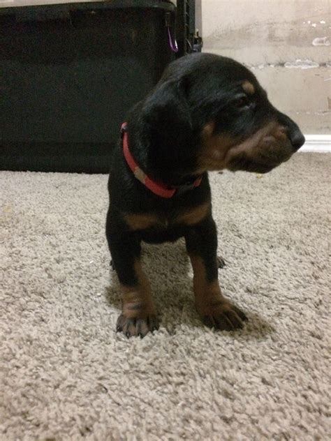 They're a member of the akc and the only national doberman specific club that is sanctioned by the akc. Doberman Pinscher Puppies For Sale | Cape Coral, FL #286230