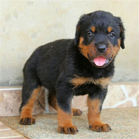 Female Rottweiler Puppies Available Pets Nigeria