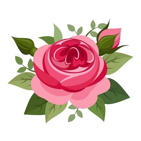 Premium Vector Red English Rose Isolated On A White Background