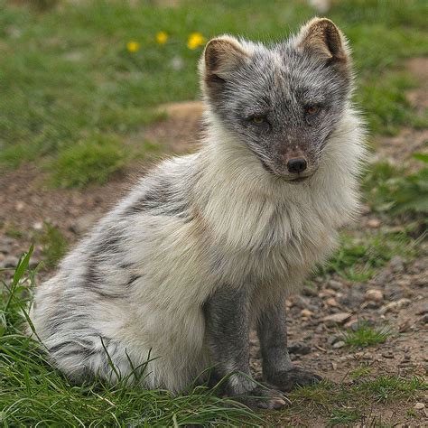 Arctic Fox Arctic Fox Wildlife Park Animals Wild