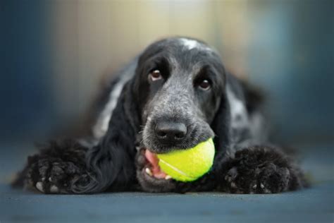 Why Do Dogs Love Tennis Balls Theyre The Perfect Toy Dogcarelife