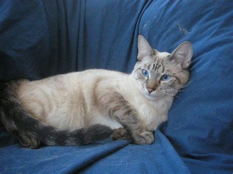 Tresor siamese & balinese cats is located in northern california, in a city called citrus heights. Adult Lynx Point Siamese Cat. My favorite cat Charlie was ...