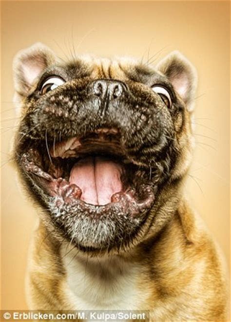 manuela kulpa created  happy dogs pictures    put  smile   face