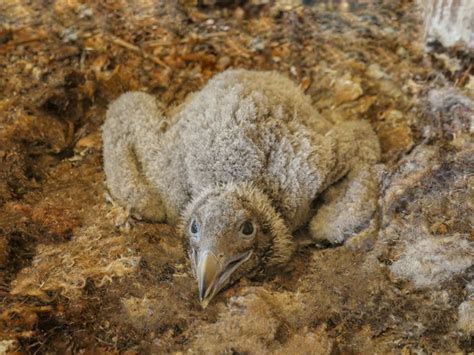 Late Hatching Of Bearded Vulture Baby Brings This Captive Breeding